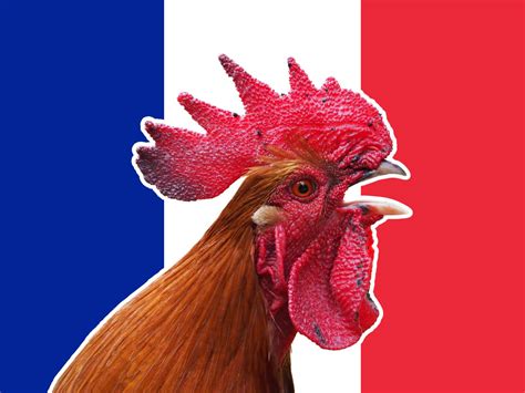 Pourquoi Le Coq Est Il L Embl Me De La France D Couvrez Son Origine