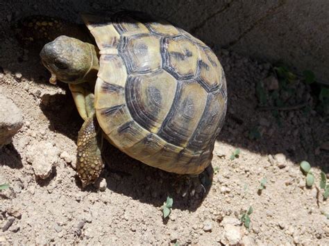 Loire Cigarettes contrefaites et tortues protégées un trafiquant