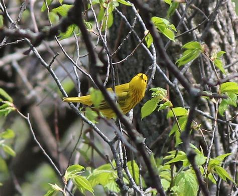 Yellow Warbler Ebirdviewchecklistsubids18254 Flickr