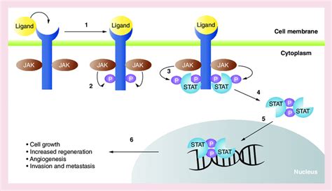 Jak Signaling Pathway