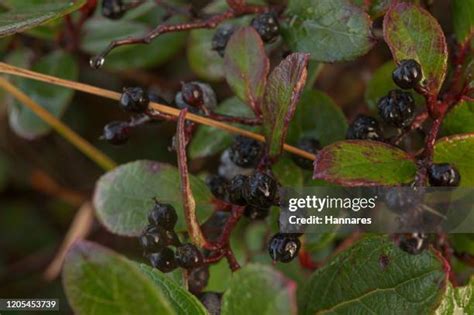 Huckleberry Photos And Premium High Res Pictures Getty Images