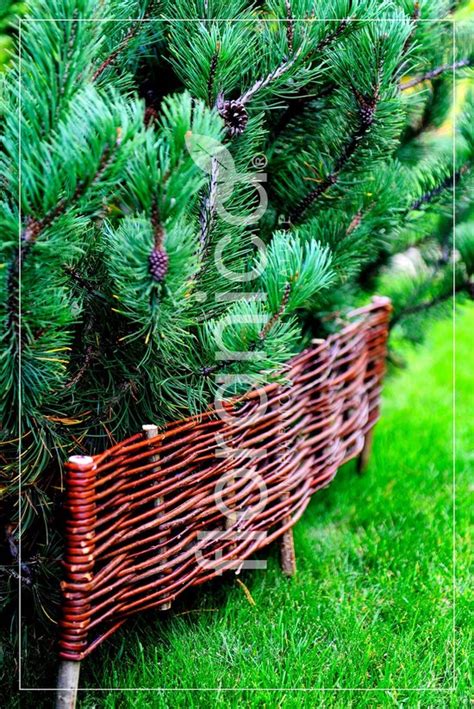 Bol Floranica Natuurlijke Tuinafscheiding 1 STK 60 Cm Hoog