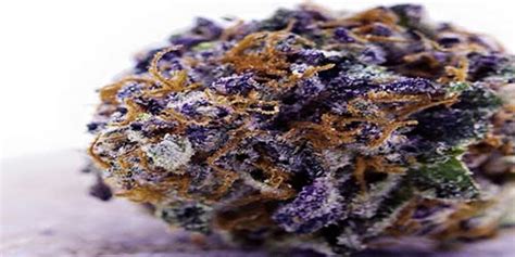 20 Popular Purple Cannabis Strains – The Chill Bud