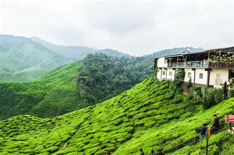 Tempat Makan Menarik Di Cameron Highland Gicha Web
