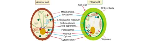 Fungal Cell Vs Animal Cell