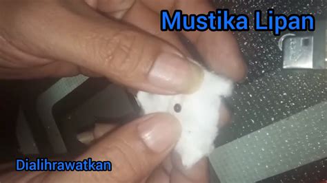 Mustika Lipan Pengetesan Anti Cukur Dialihrawatkan 04 03 2021 YouTube