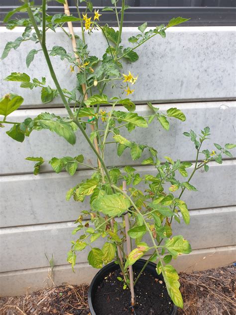Solved Why Are My Tomato Plants Not Growing Mor Page 2 Bunnings