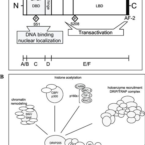 Structure And Structural Domains Of Vdr A Schematic Representation Of