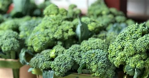 How To Start A Profitable Broccoli Farm In Nigeria A Step By Step