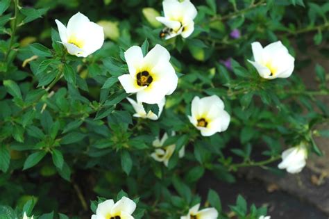 Turnera Subulata White Lights White Buttercup Flower Garden Center