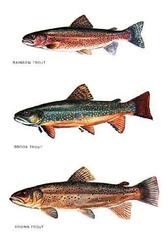 Trout Types Chart