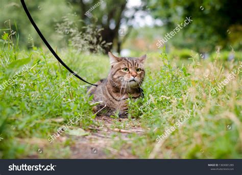 Portrait Scared Brown Marble Tabby Cat Stock Photo 1369081289