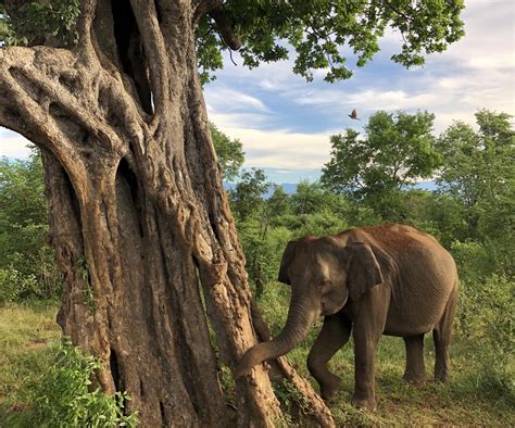 Elephant safari in Udawalawe, Sri Lanka – Dérive