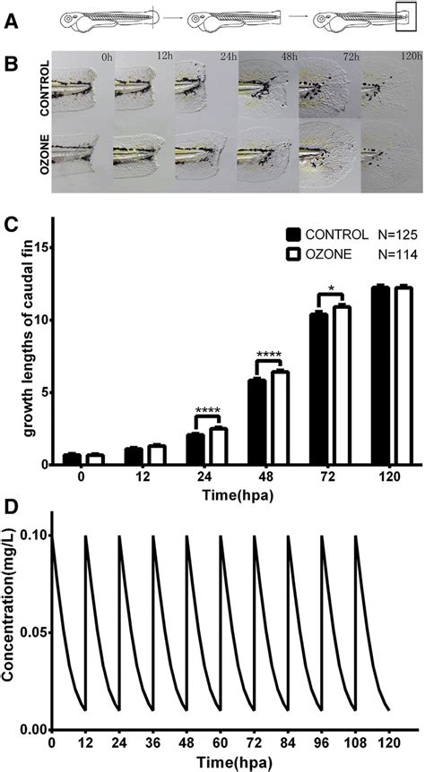 Ozonated Water Promotes Zebrafish Caudal Fin Regeneration A