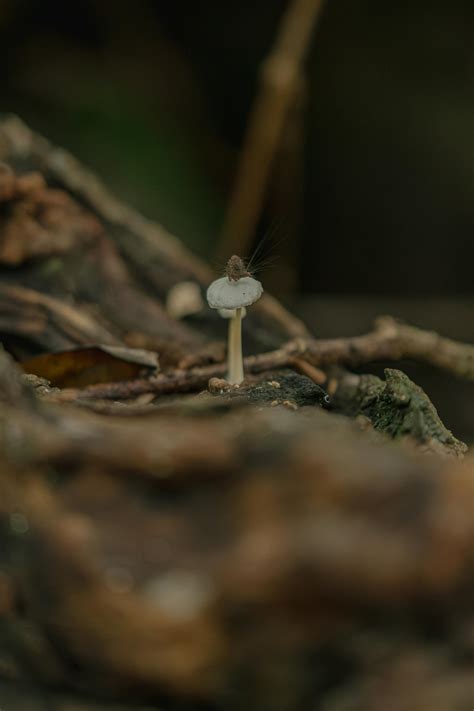 Close-up of Mushroom · Free Stock Photo