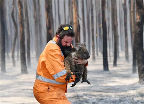 Ong Pedem Apoio Para Salvar Animais Selvagens Afectados Pelos Fogos Na