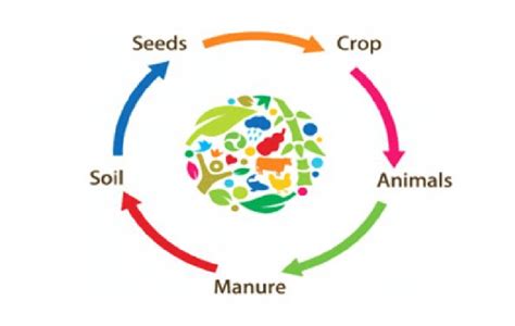 Integrated Crop Livestock Farming System A Sustainable Production