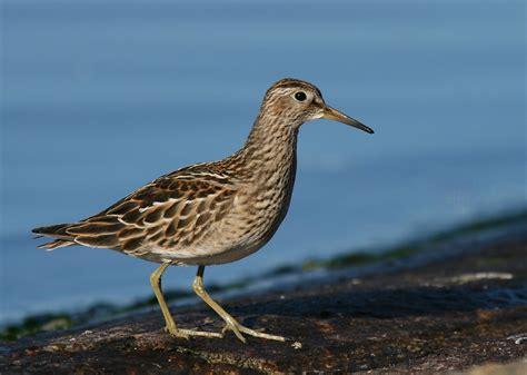 Pectoral Sandpiper Toft Newton Reservoir Lincolnshire Se Flickr