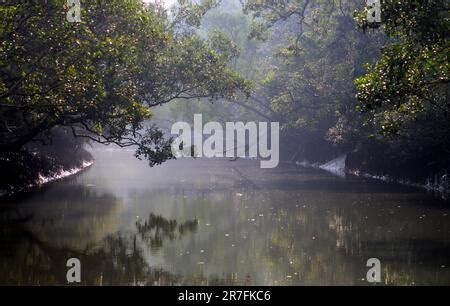 Bosque De Manglares Verde Con Luz Solar Matutina Ecosistema De