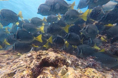 Snorkeling At Catalina Islands