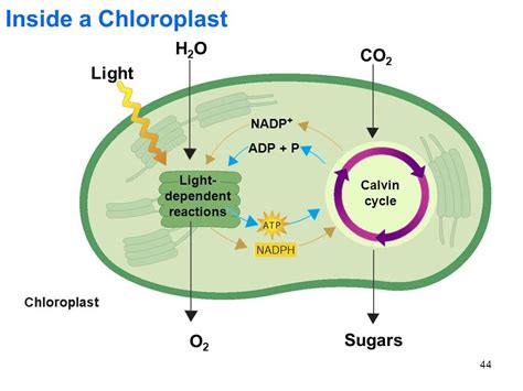 Calvin Cycle And Light Dependent Reaction Photosynthesis Diagram Quizlet