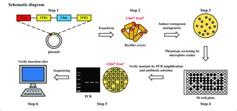 Flow Chart Of Construction Of Random Mutagenesis Library To Screen