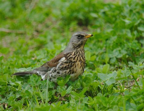 Just a Fieldfare in the local park : r/birds