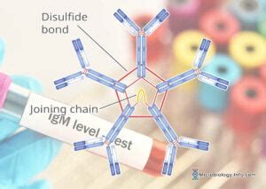 Immunoglobulin M (IgM) – Properties, Structure and Functions - Microbiology Info.com