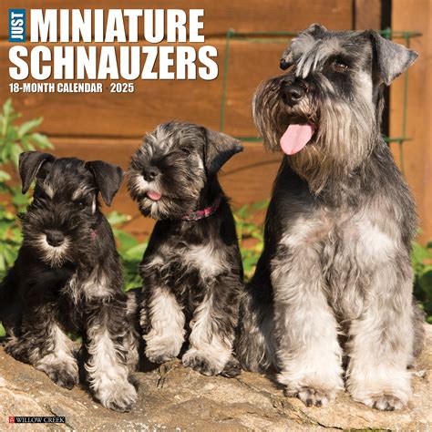 Miniatuur Schnauzer Kalender 2025 Kopen Bestel Eenvoudig Online