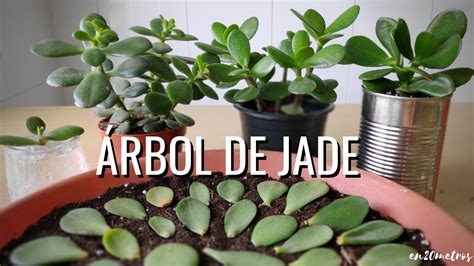 C Mo Reproducir Con Xito La Suculenta Rbol De Jade M Todos