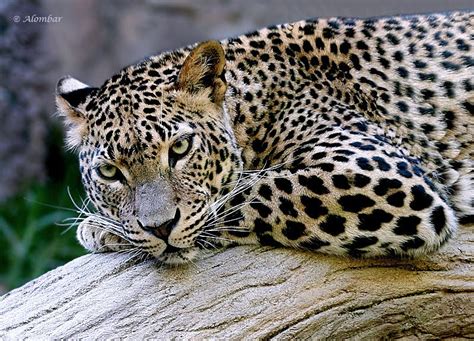 Panthera Pardus.