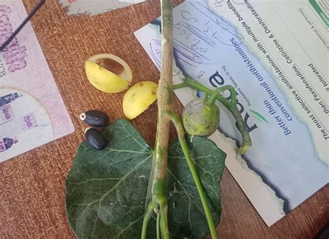 Ntv Kenya 59 Pupils Rushed To Hospital After Eating Wild Fruit In Athi