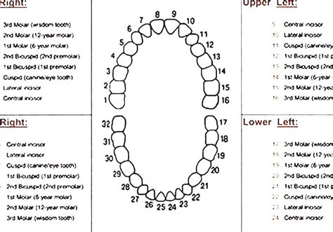 Human Teeth Numbers Diagram