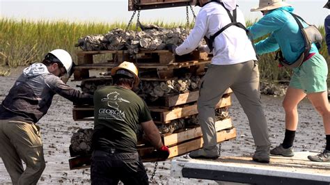 Georgia Southern University Restoring Coastline With Oyster Habitats