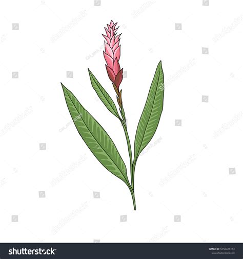 Vector Drawing Ginger Plant Zingiber Officinale Stock Vector Royalty