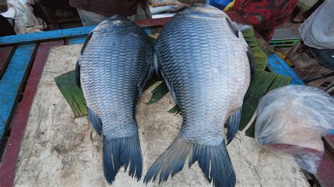 Amazing 15 Kg Giant Katla Fish Cutting Skills Live In Fish Market