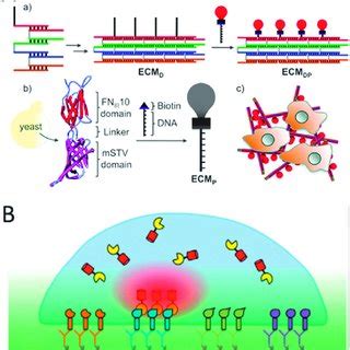 Phosphorylation Responsive Membrane Transport Of Peptides Request PDF