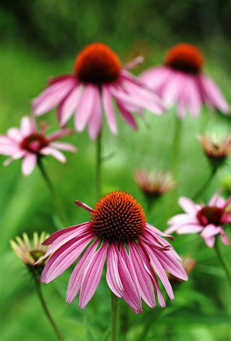 Purple Coneflowers Photograph - Purple Coneflowers by Debbie Oppermann ...