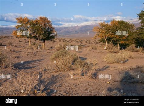 view on trees in Mongolia Stock Photo - Alamy