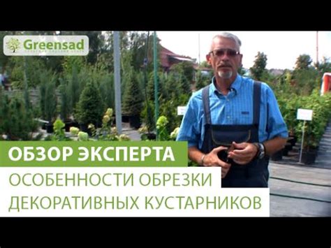 Особенности обрезки декоративных кустарников - YouTube