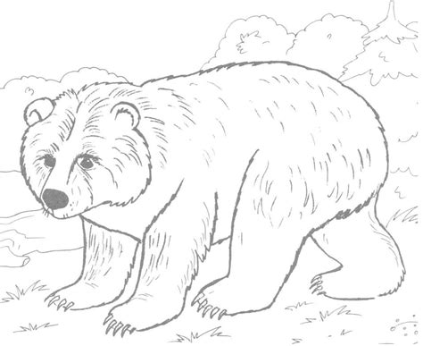 Normal Brown Bear Coloring - Play Free Coloring Game Online