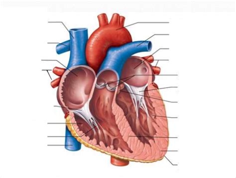 Heart Labeling Diagram Quizlet