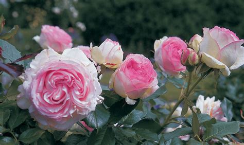 Strauchrose ‘eden Rose 85 Mein Schöner Garten