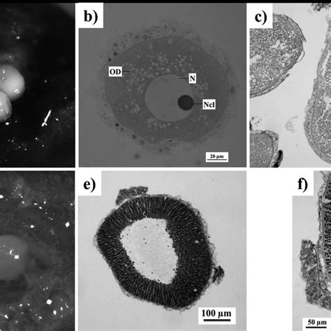 Corallium Rubrum A Female Sexual Products Inside Polyp B Primary Download Scientific Diagram