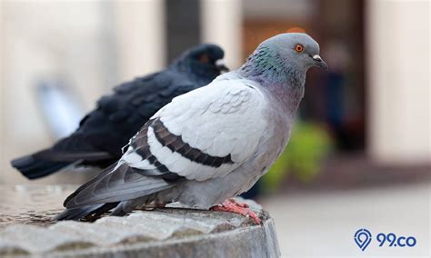 Nama Burung Merpati Yang Bagus Dan Bawa Hoki