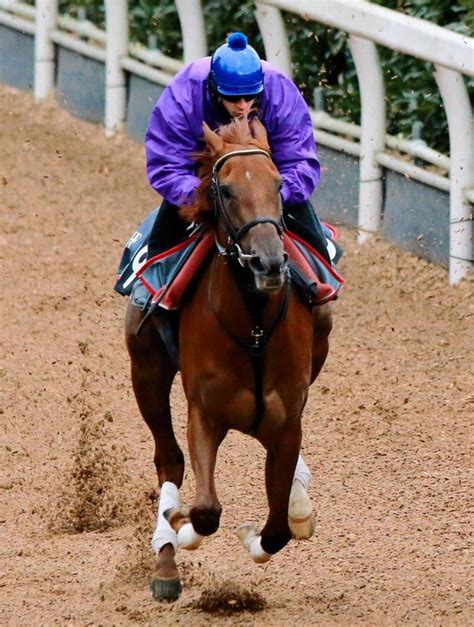 【pog】良血馬ロゼリーナ能力ある競馬・レースデイリースポーツ Online