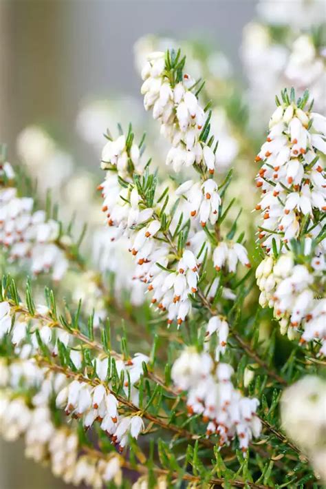 The Best Winter Heathers Including Erica Carnea And Erica X Darleyensis