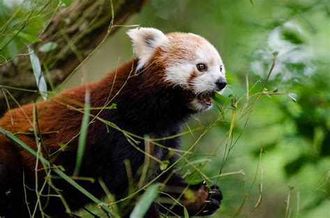 Red Panda Population On Decline In Eastern Nepal Red Pandazine