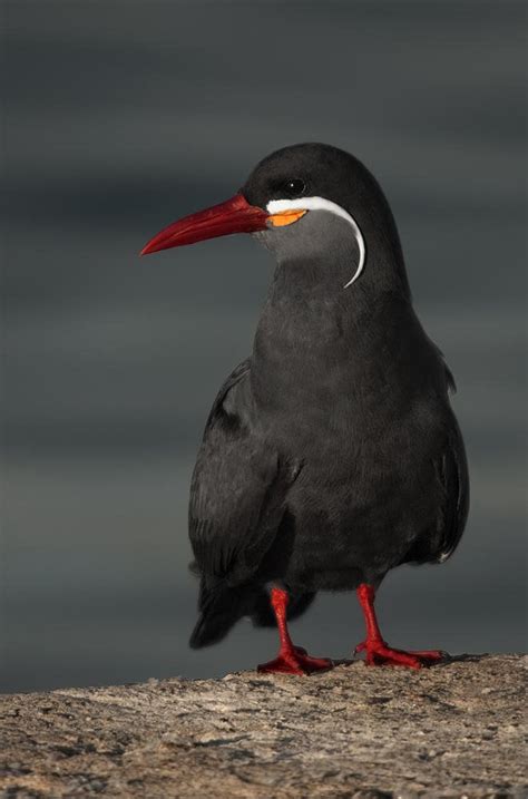 Charr N Inca Inca Tern De Salvador Sol Soriano Fotored Es