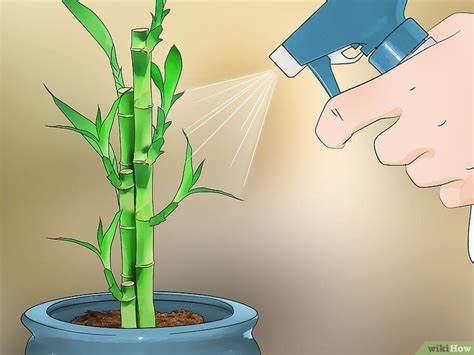 Reviving A Bamboo Plant A Step By Step Guide To Bring Your Favorite